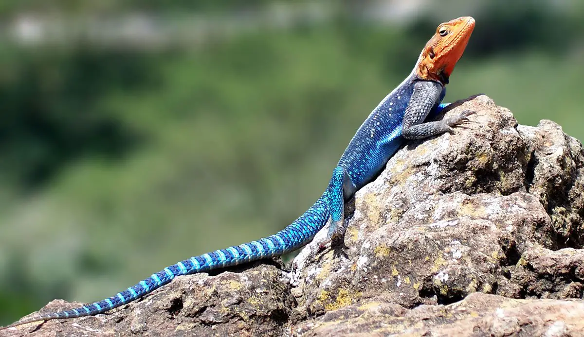 Red-Headed-Agama-2.jpg