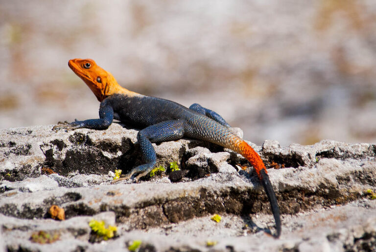 african-red-headed-agama-brittany-mason.jpg